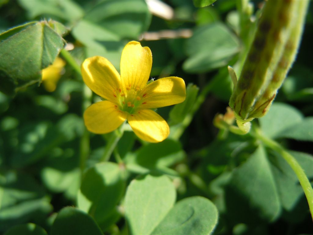 Oxalis corniculata